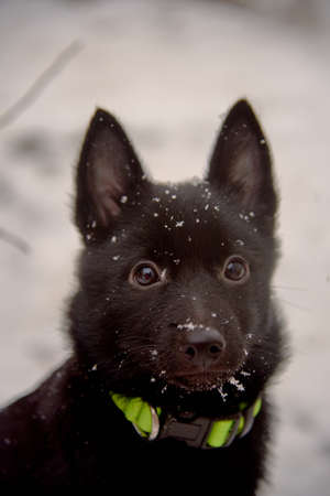 Large Portrait of a black dog, Schipperke, on a background of white snow.の写真素材
