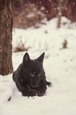 Portrait of a black dog, Schipperke, on a background of white snow.の写真素材
