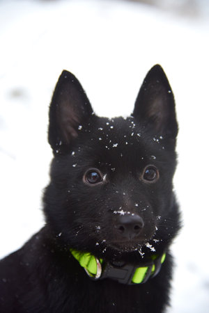 Large Portrait of a black dog, Schipperke, on a background of white snow.の写真素材