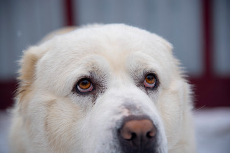 Portrait of a large white dog, a Central Asian Shepherd, on a cloudy winter day.の写真素材