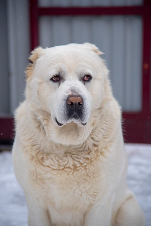 Portrait of a large white dog, a Central Asian Shepherd, on a cloudy winter day.の写真素材