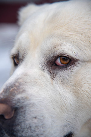Portrait of a large white dog, a Central Asian Shepherd, on a cloudy winter day.の写真素材