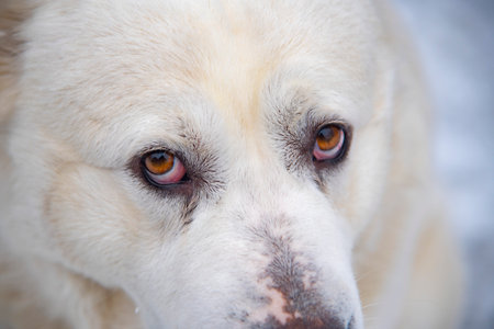Portrait of a large white dog, a Central Asian Shepherd, on a cloudy winter day.の写真素材