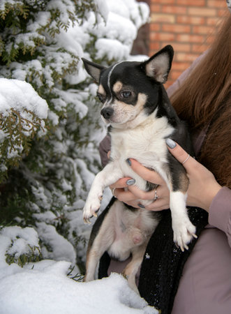 Portrait of a small black and white dog, a chihuahua, on a cloudy winter day in the hands of the owner.の写真素材