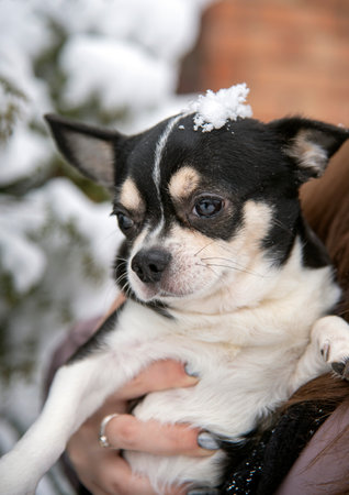 Portrait of a small black and white dog, a chihuahua, on a cloudy winter day in the hands of the owner.の写真素材