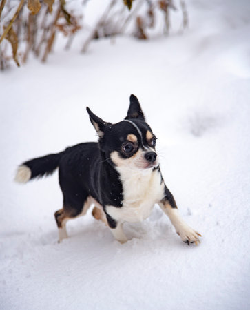 A small black and white dog, a chihuahua, runs through fresh snow on a cloudy winter day.の写真素材