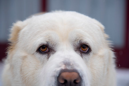 Portrait of a large white dog, a Central Asian Shepherd, on a cloudy winter day.の写真素材