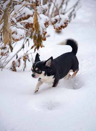 A small black and white dog, a chihuahua, runs through fresh snow on a cloudy winter day.の写真素材