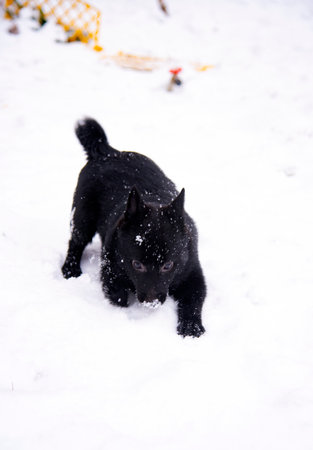 Portrait of a black dog, Schipperke, on a background of white snow.の写真素材