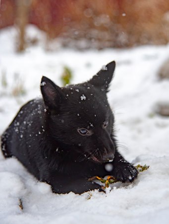 Portrait of a black dog, Schipperke, on a background of white snow.の写真素材