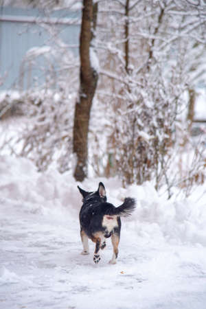 A small black and white dog, a chihuahua, runs through fresh snow on a cloudy winter day.の写真素材
