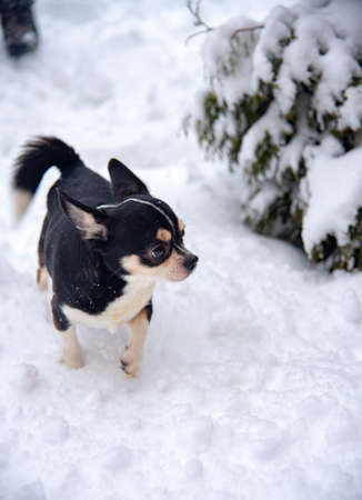 A small black and white dog, a chihuahua, runs through fresh snow on a cloudy winter day.の写真素材