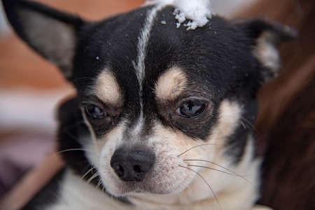 Portrait of a small black and white dog, a chihuahua, on a cloudy winter day in the hands of the owner.の写真素材