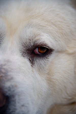 Close-up of the eye of a large white dog, a Central Asian Shepherd.の写真素材