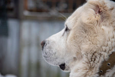 Portrait of a large white dog, a Central Asian Shepherd, on a cloudy winter day.の写真素材