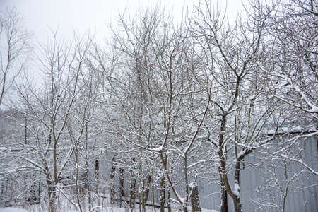 Snow-covered bare fruit trees on a cloudy winter day.の写真素材