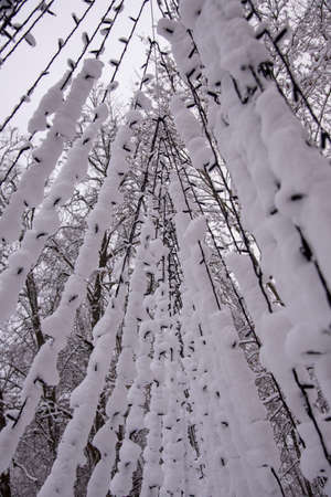 Snow-covered light holiday garlands in a public park. Abstract winter background.の写真素材