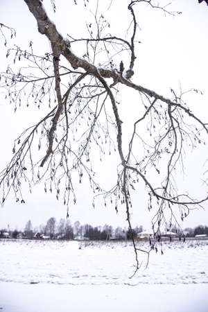 In the foreground is a bare tree branch against a gloomy winter landscape.の写真素材