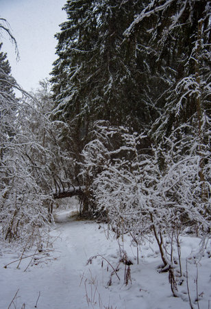 A path in a gloomy snow-covered forest. Winter landscape.の写真素材