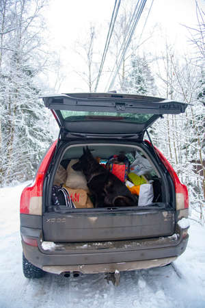 Russia, Moscow region, January 2021. A car with a loaded trunk is parked on a snow-covered country road. The shepherd is sitting in the trunk next to the bags.のeditorial素材