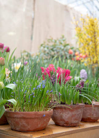 Many ceramic pots with bright spring flowers are arranged in a row.の写真素材