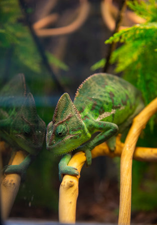 A green chameleon sits on a branch and is reflected in the glass.の写真素材