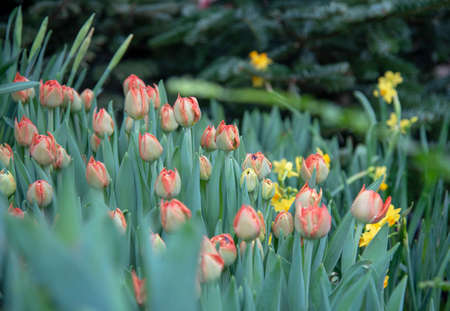 Focus on the middle ground. Lots of bright tulips. Spring delicate flowers on the background of foliage.の写真素材