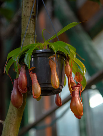 Nepenthes, a predatory tropical plant hanging from a tree in the greenhouse.の写真素材