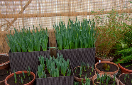Seedlings of spring flowers in pots arranged in a row.の写真素材