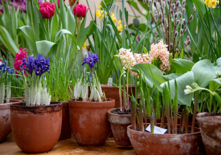 Many ceramic pots with bright spring flowers are arranged in a row.の写真素材