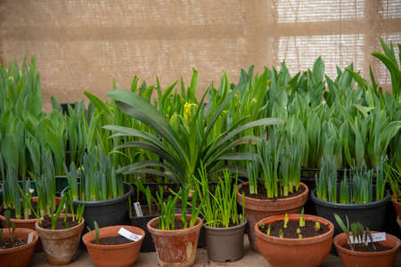 Seedlings of spring flowers in pots arranged in a row.の写真素材