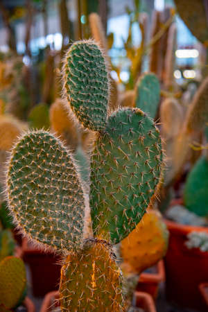 Bunny ears prickly cactus in the greenhouse with artificial lighting.の写真素材