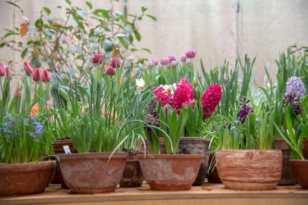 Many ceramic pots with bright spring flowers are arranged in a row.の写真素材