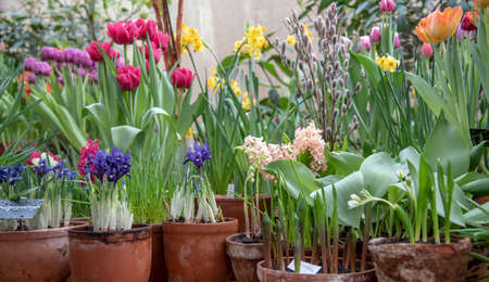 Many ceramic pots with bright spring flowers are arranged in a row.の写真素材