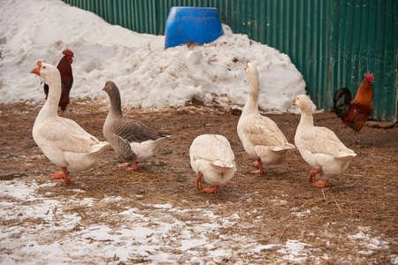 A few fat important geese are walking on a muddy road on a winter day.の写真素材