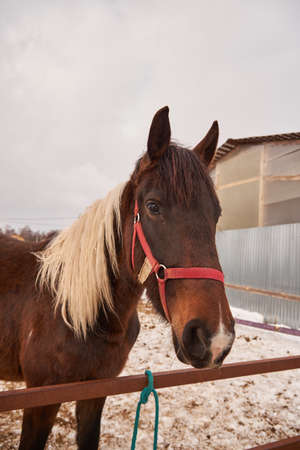 Portrait of a brown horse with a white mane on a cloudy early spring day.の写真素材