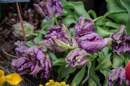 Unusual double purple tulips in green foliage. spring bulbous flowers.の写真素材