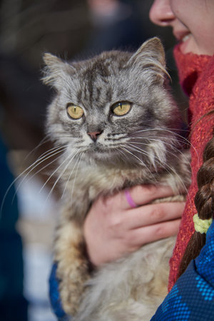 A fluffy gray cat with huge eyes in the girl's arms.の写真素材