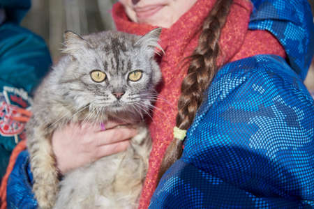 A fluffy gray cat with huge eyes in the girls arms.の写真素材