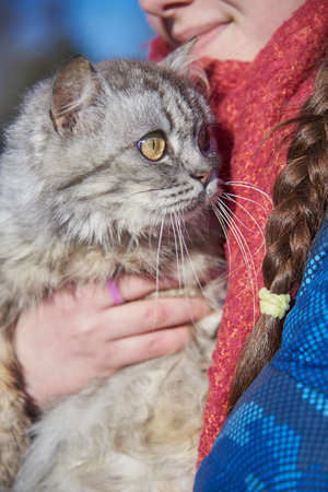 A fluffy gray cat with huge eyes in the girl's arms.の写真素材