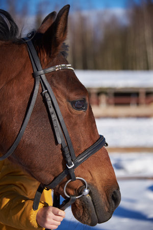 Portrait of a brown horse in a bridle on a sunny winter day.の写真素材