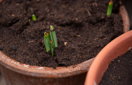 Delicate sprouts of bulbous flowers in ceramic pots.の写真素材