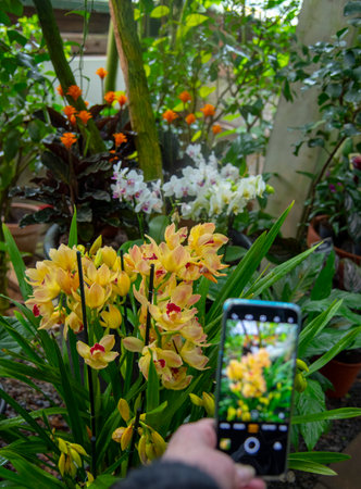 Bright orchids in a tropical greenhouse. An elderly woman takes pictures of orchids. Focus on the flowers.の写真素材