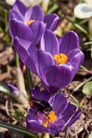 Bright spring crocuses on a flower bed in the garden. A fat bumblebee sits on a flower.