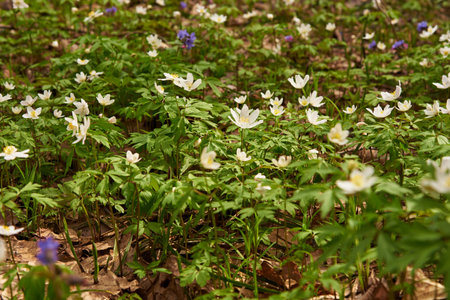 Selective focus.A clearing with bright spring flowers in the forest. Floral background.の写真素材