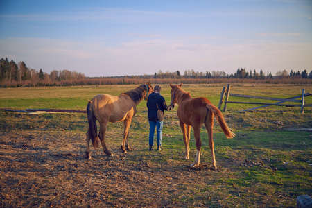 A girl stands in a field with two foals in the rays of the setting sun.の写真素材