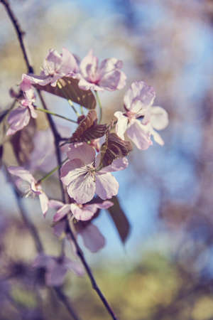 Delicate pink cherry blossoms on a blurry background. Copy space for text, design.
