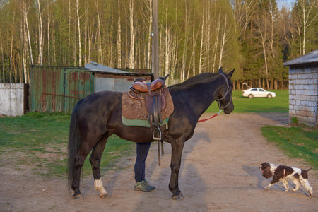 A saddled horse stands on a country road, a girl stands behind the horse, only her legs are visible.