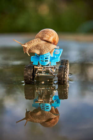 A large snail on a blue toy ATV is reflected in the water on a sunny day.の写真素材