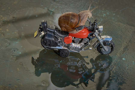 A large snail on a toy motorcycle is reflected in the water on a sunny day. Selective focus on the body of the snail.の写真素材